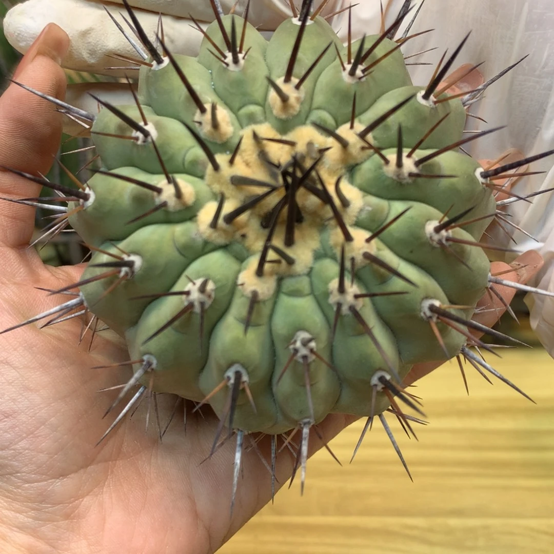 19号 苗接 黑王 整体11公分 无根