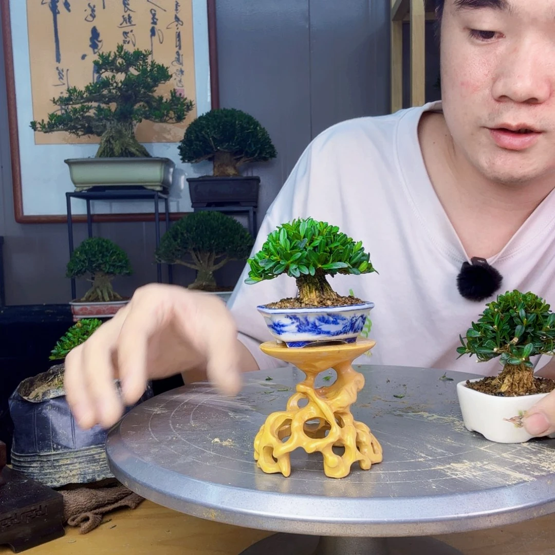 我***苦无花朵凤尾黄杨 黄杨盆景