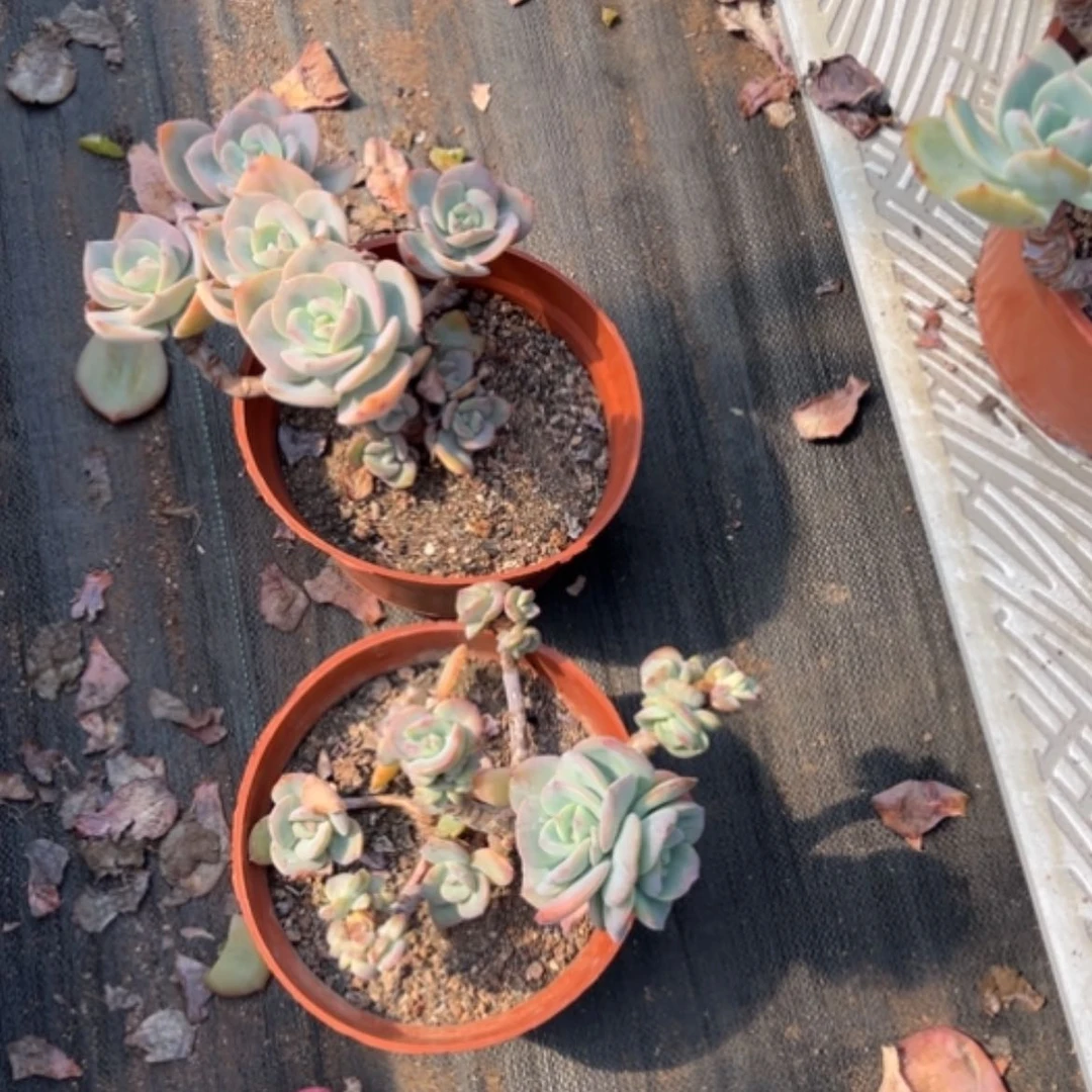 【闪购商品】顺**羊白凤