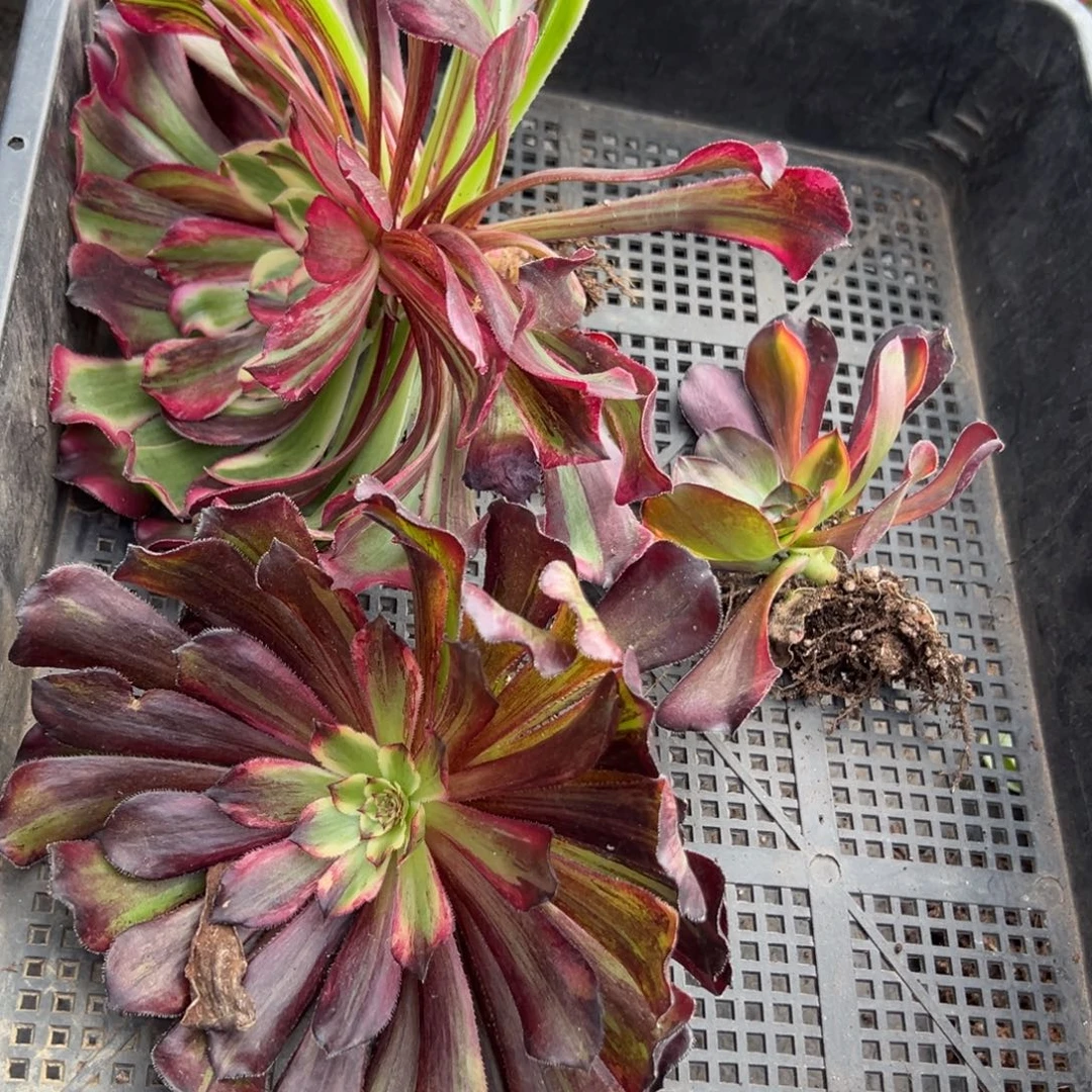 23框拍多肉嘻嘻嘻