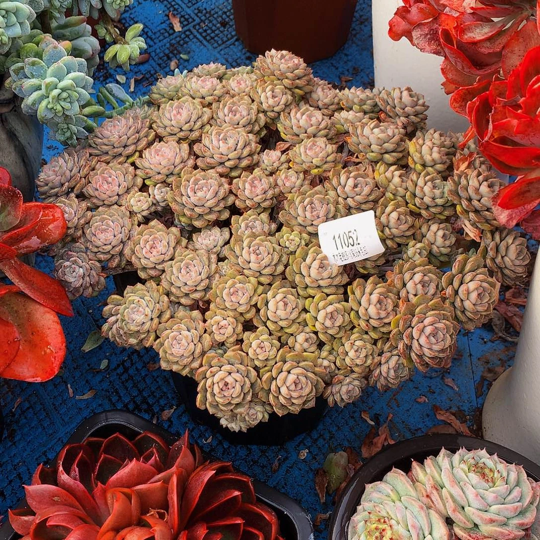 L***y   粉布偶多肉11052