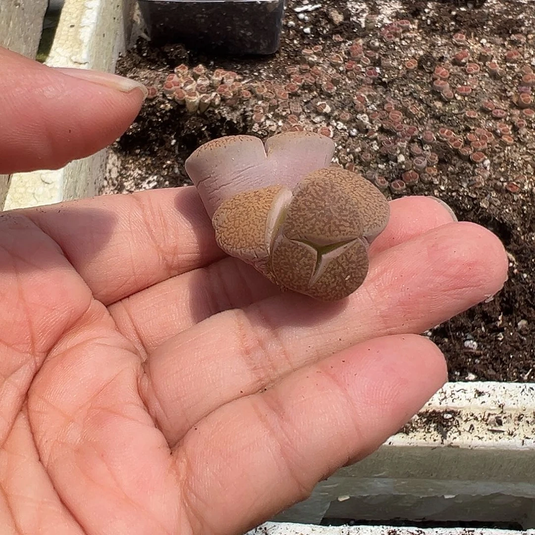 648整点福利1111111111