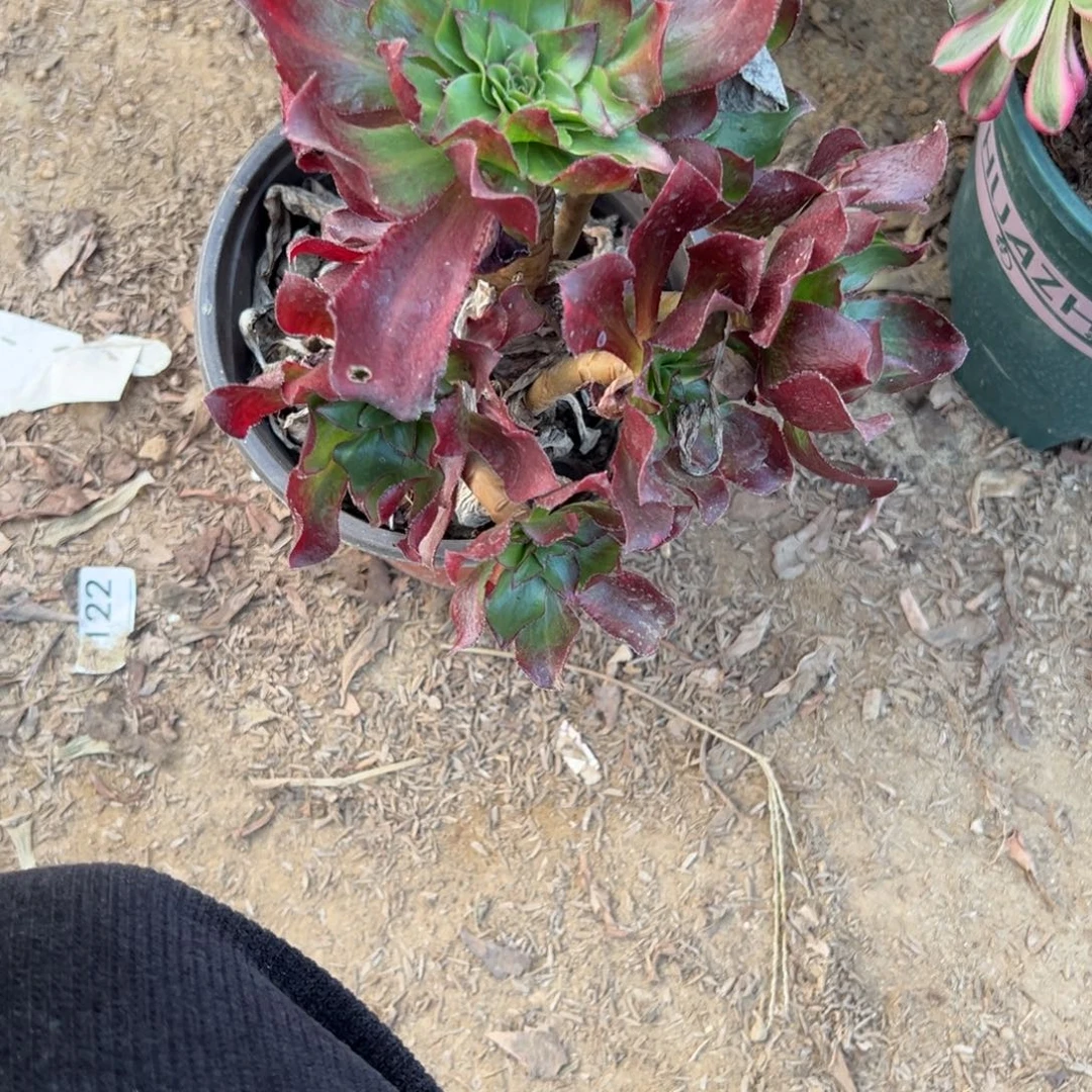 514魅影七彩多肉植物法师