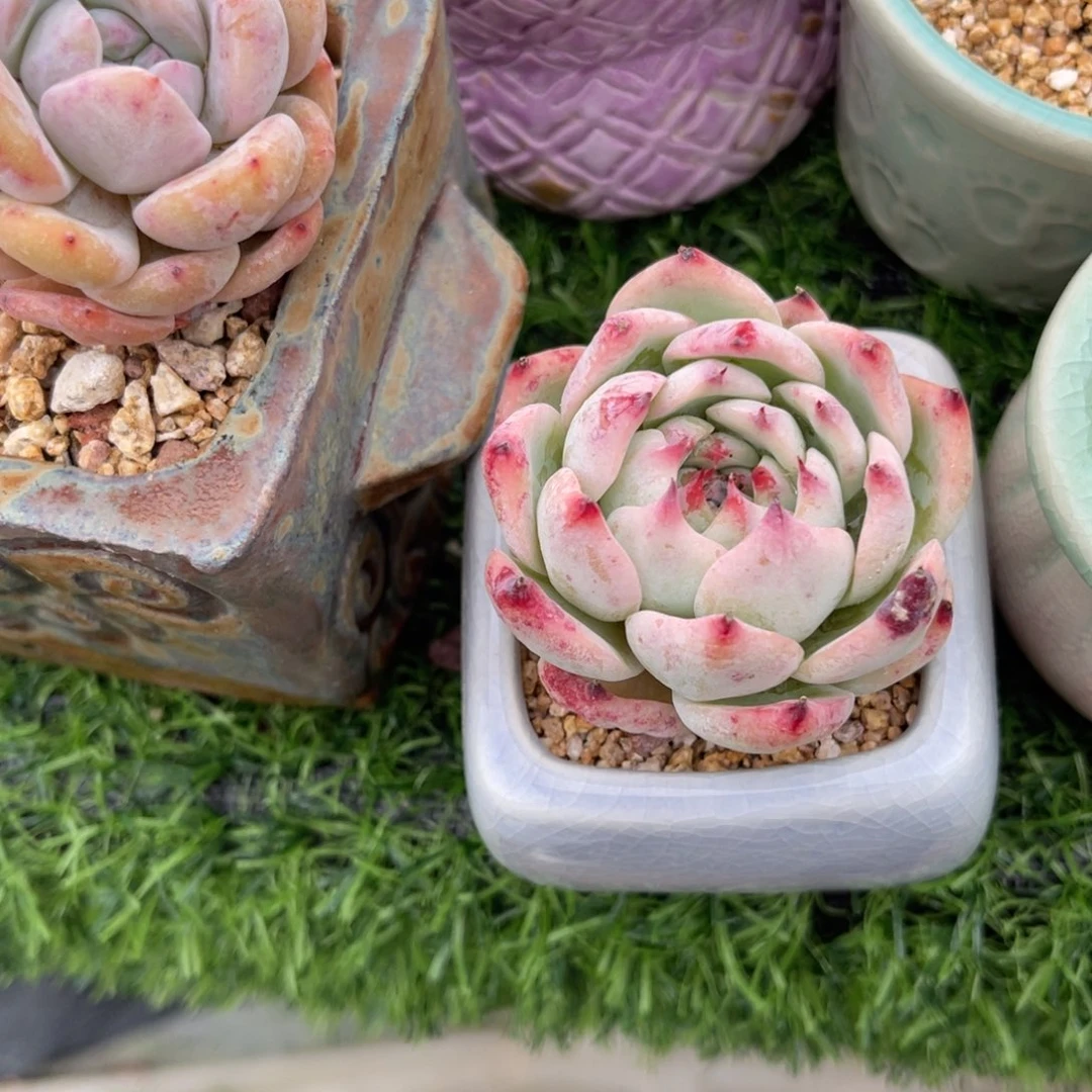 多肉植物一物一拍