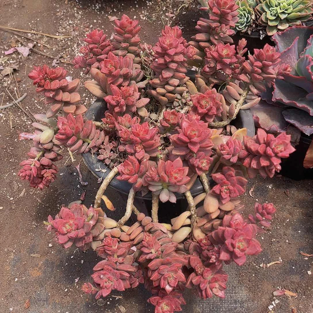 姬胧月19.8考研，掉叶子小头不售后