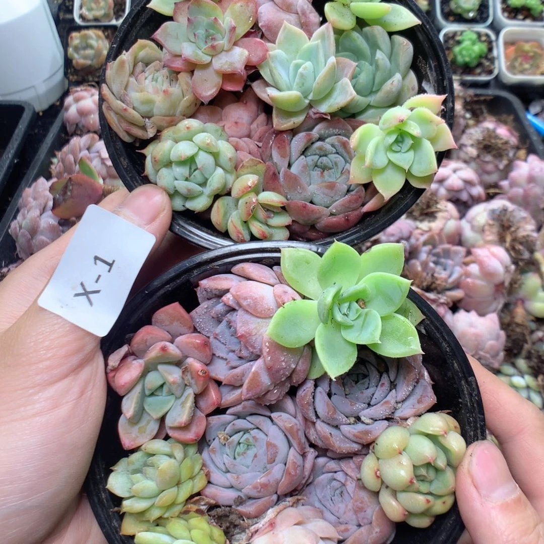 无花朵X1英语英语英语英语英语英语