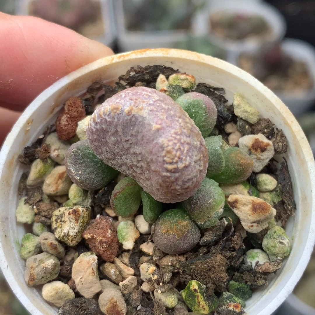 夏娃潜力股 一物一拍