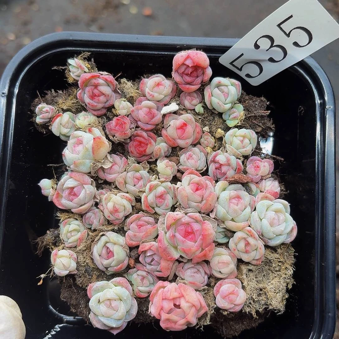 多肉植物多肉植物535