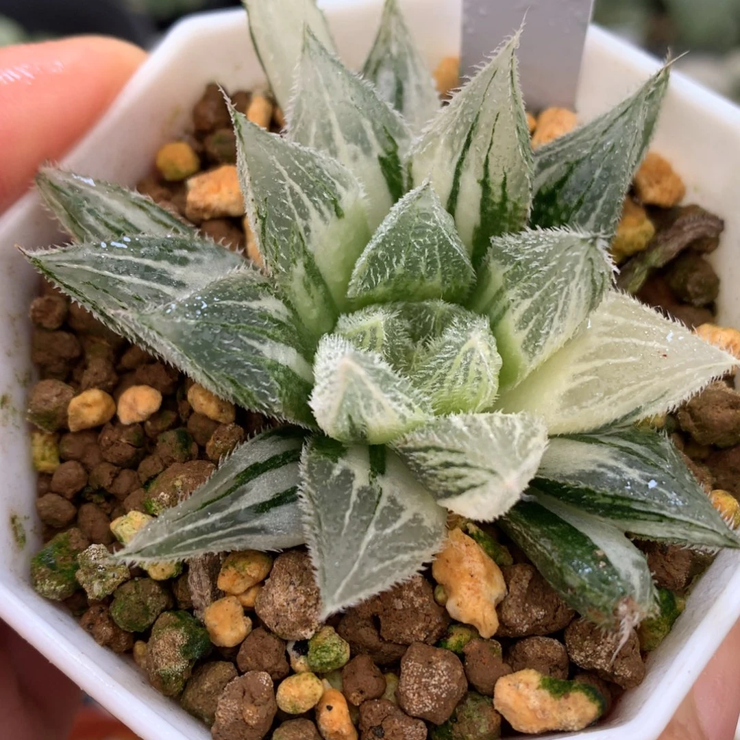 绘卷玉露锦，带盆发货