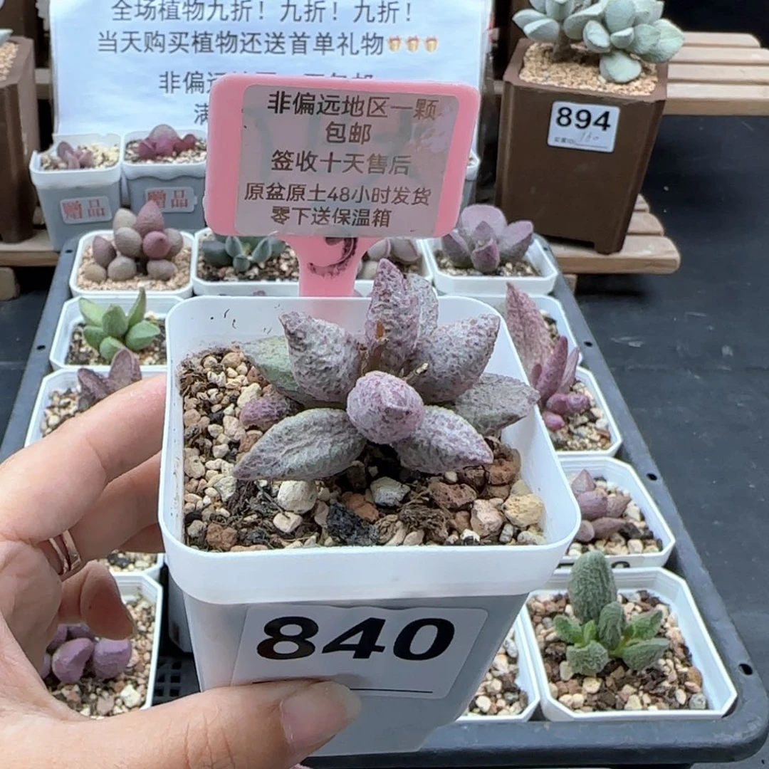 840融化纹纹猪肝多肉植物