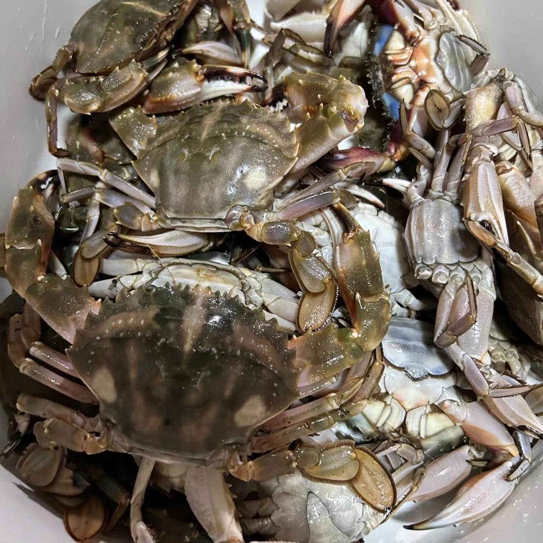 【保鲜不保活】渤海湾梭子蟹花盖螃蟹2-4两左右/只1斤6-8只左右