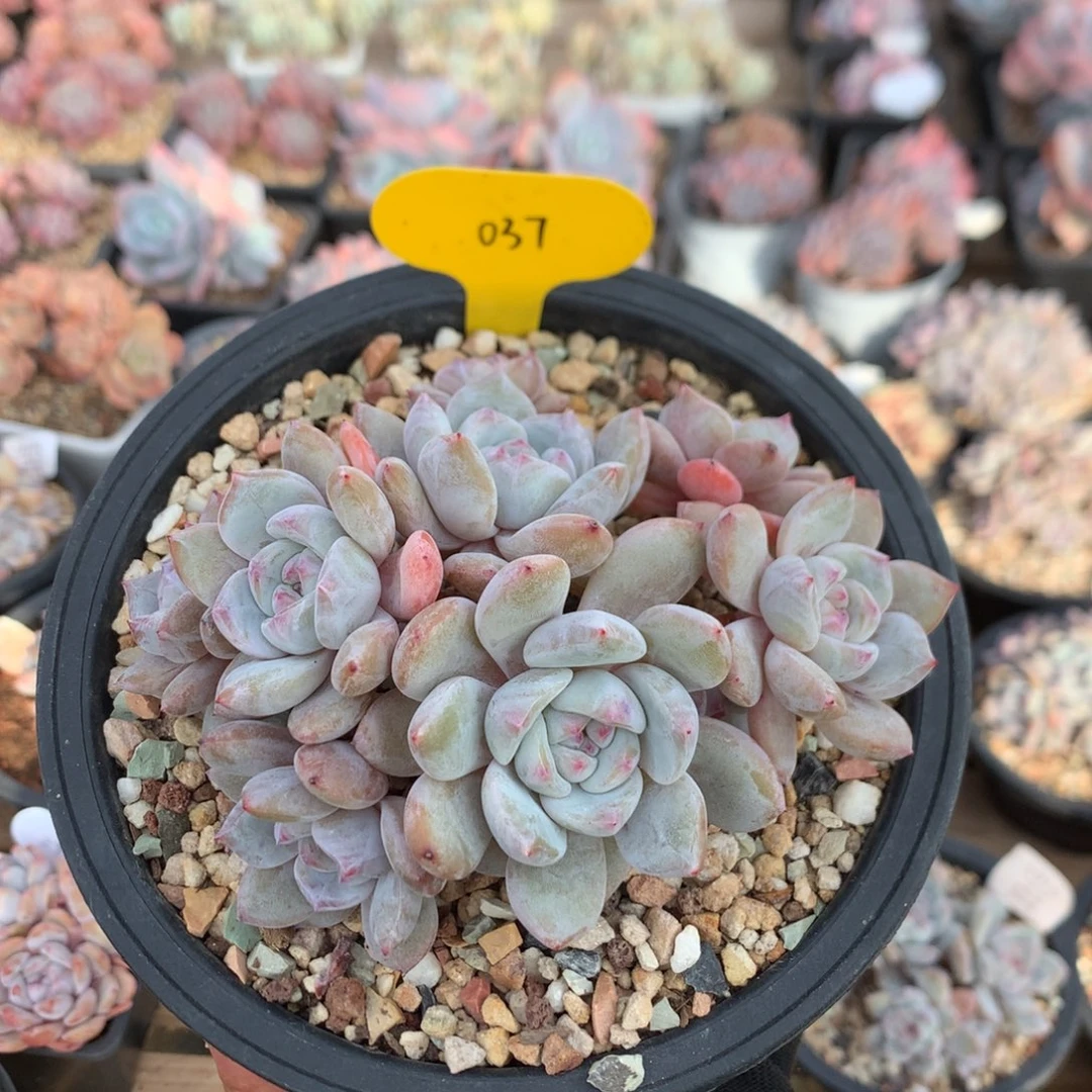 13厘米八头有砍紫皮石榴籽 溏心 037