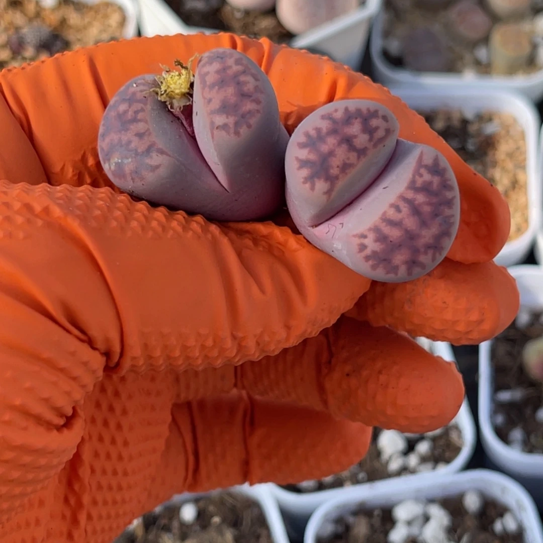 多肉植物一物一拍28