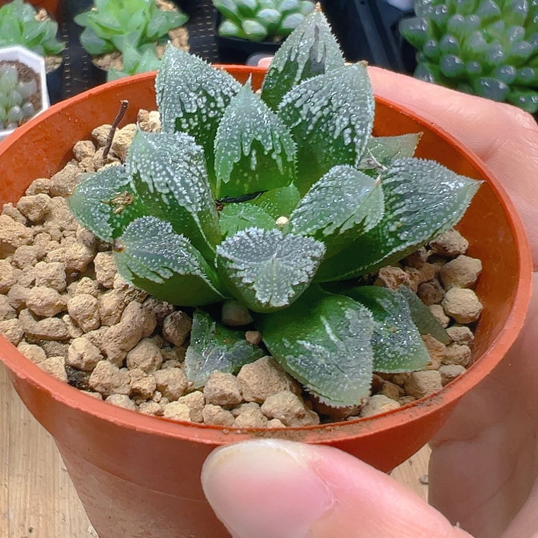 红盆白帝城母本玉露