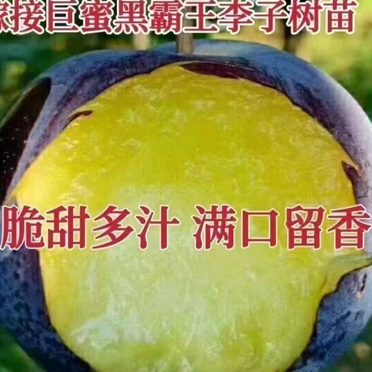 特大果黑霸王李子树苗南方北方种植当年结果抗寒耐旱