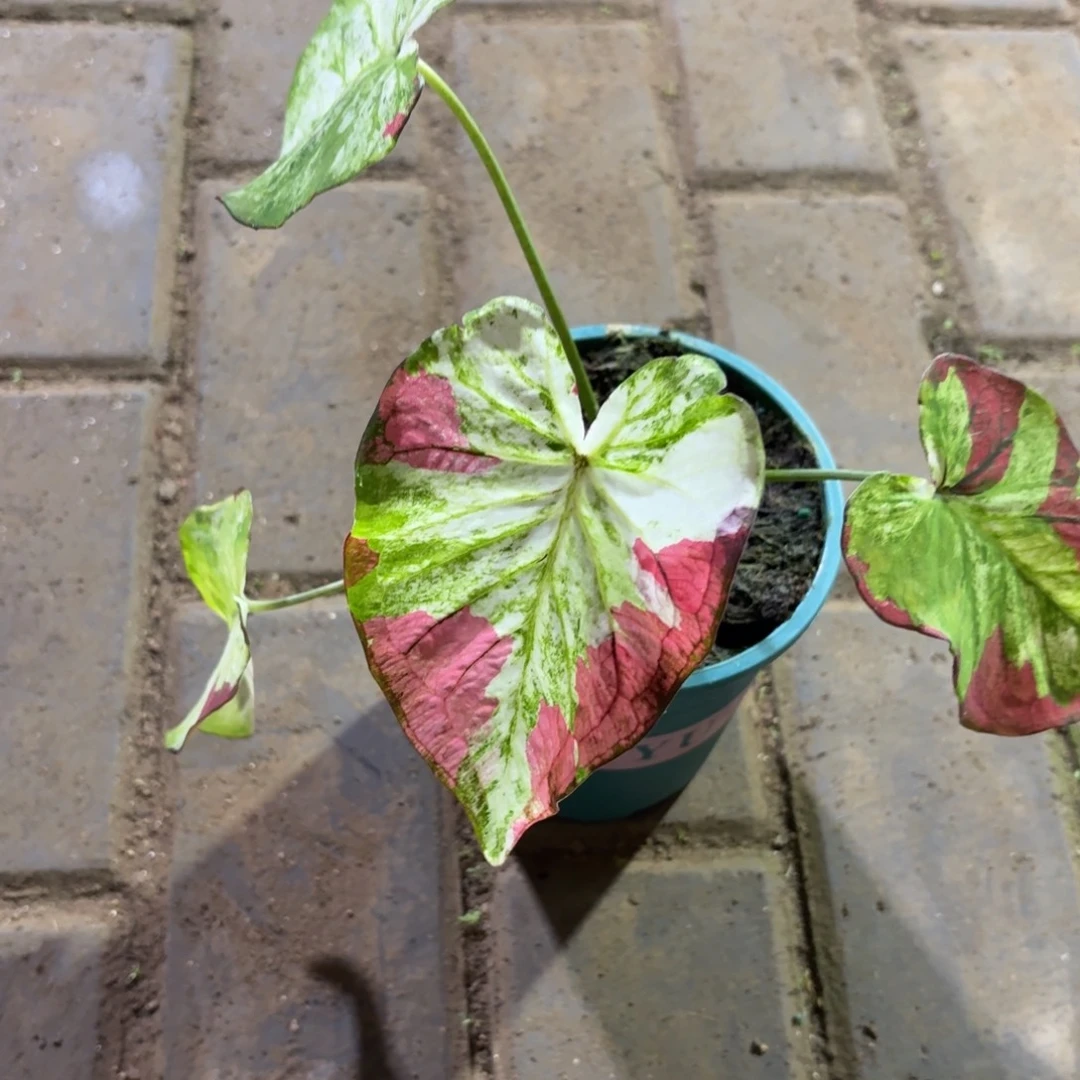 下播福利 81-1114