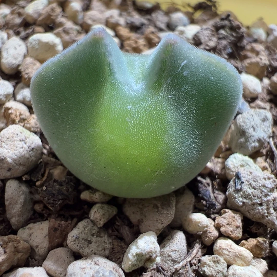 w/877青蛙大眼空蝉3年。 胖宝宝