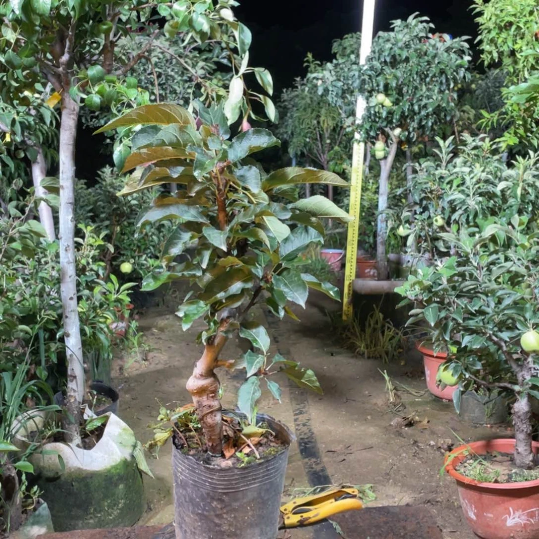 苹果树老庄苹果带果