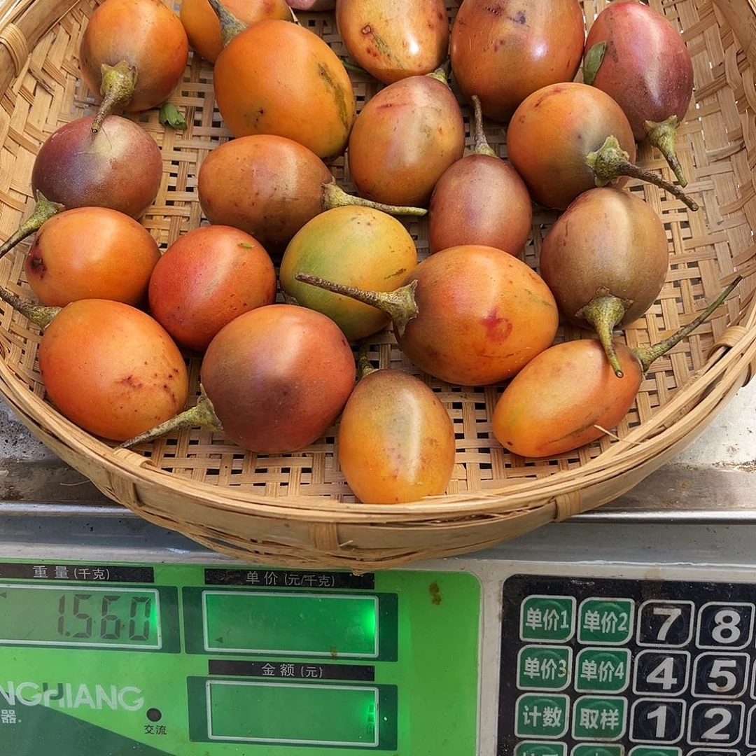 中国大陆大树番茄