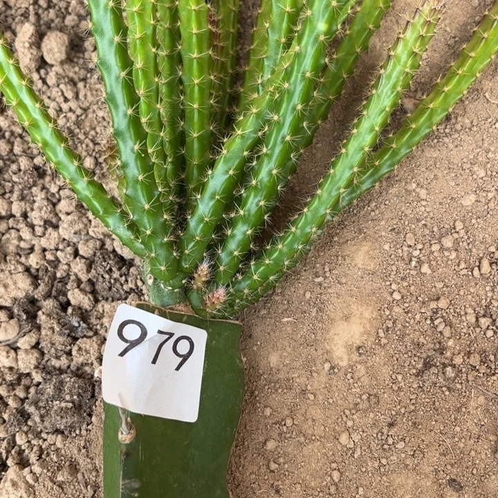 轻***骑垂吊粉色^_^^_^^_^^_^979