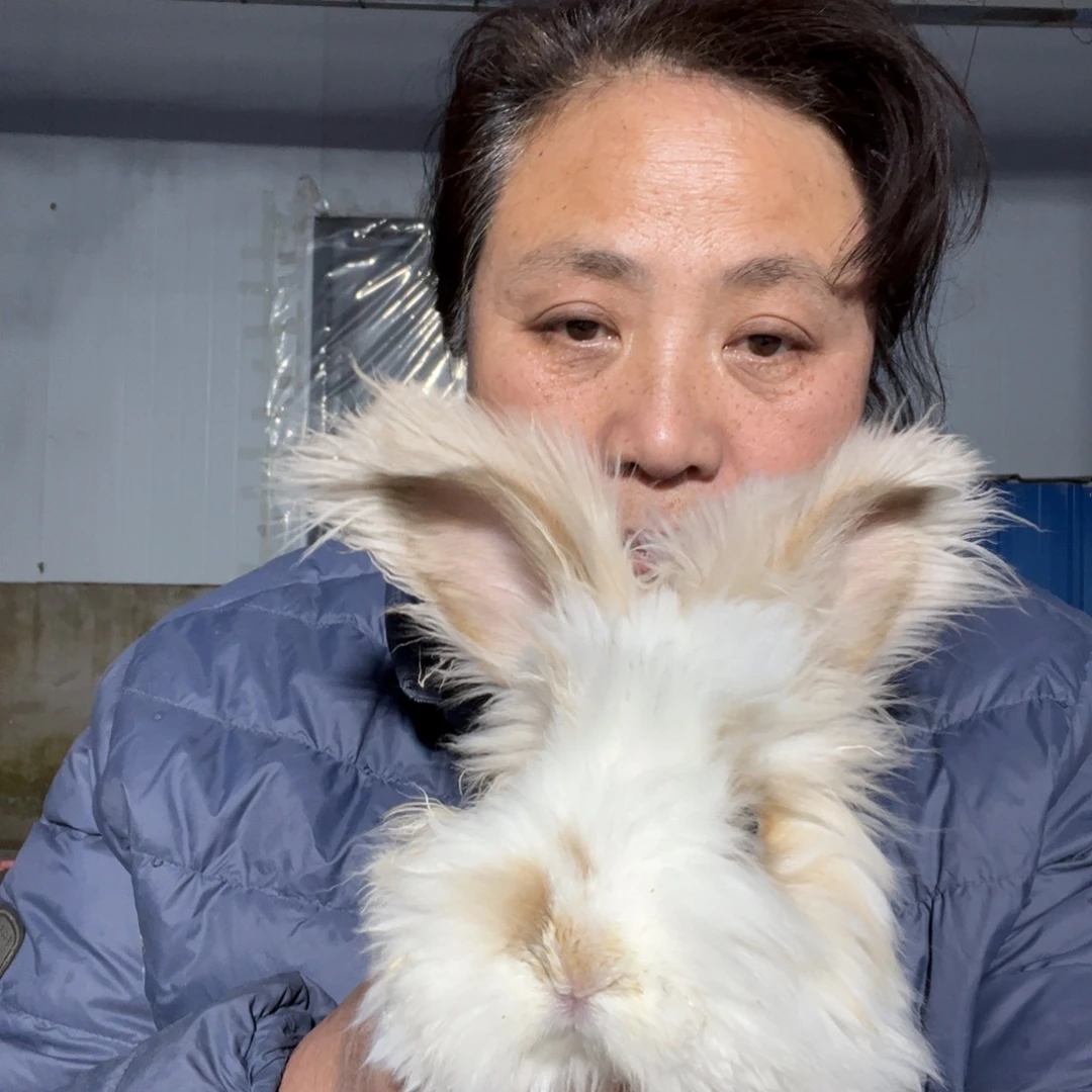 宠物兔英系安哥拉兔