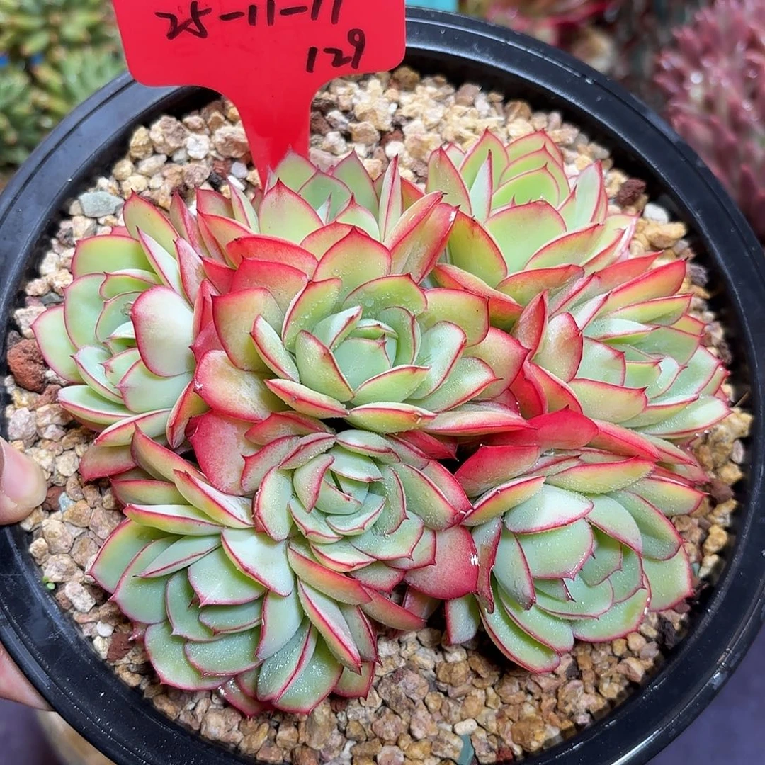 多肉植物脱土包邮