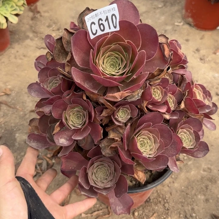 魅金……多肉植物……