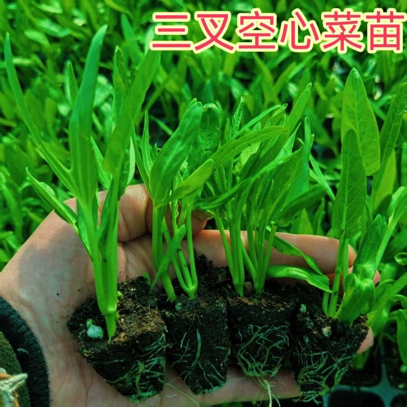 空心菜苗三叉空心菜苗大叶空心菜苗红菜苔青菜苔阳台盆栽蔬菜秧苗