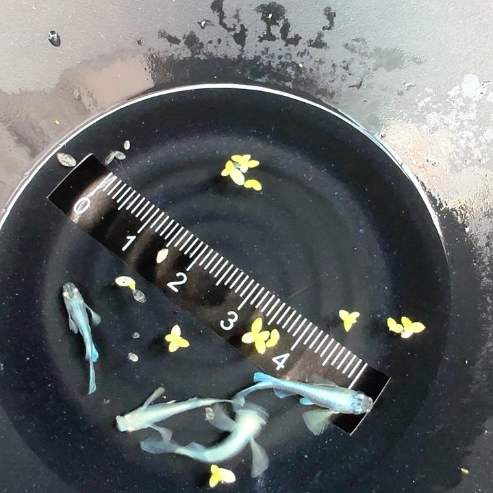 青鳉长鳍天使之翼青鳉33号