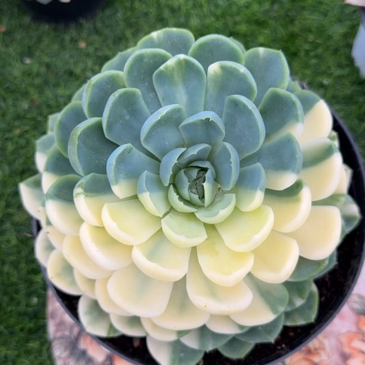 大贝瑞精品多肉植物