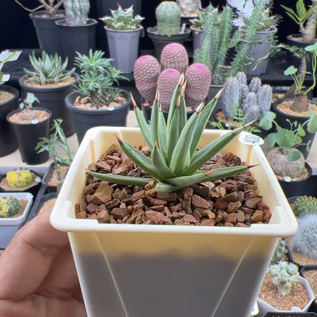 棉花糖龙舌兰一物一拍默认脱土发