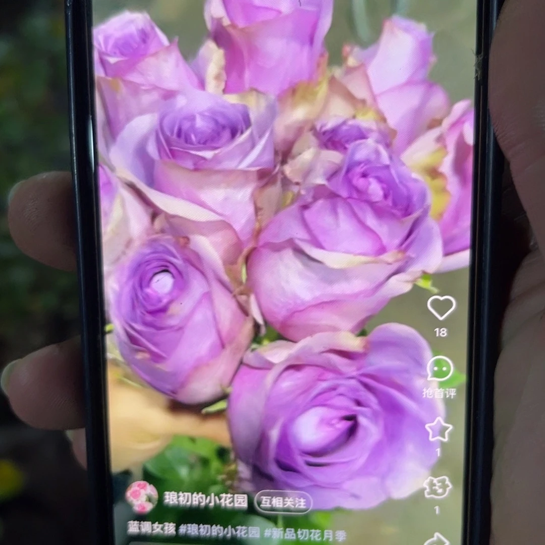 无花朵——-蓝调女孩 福利款