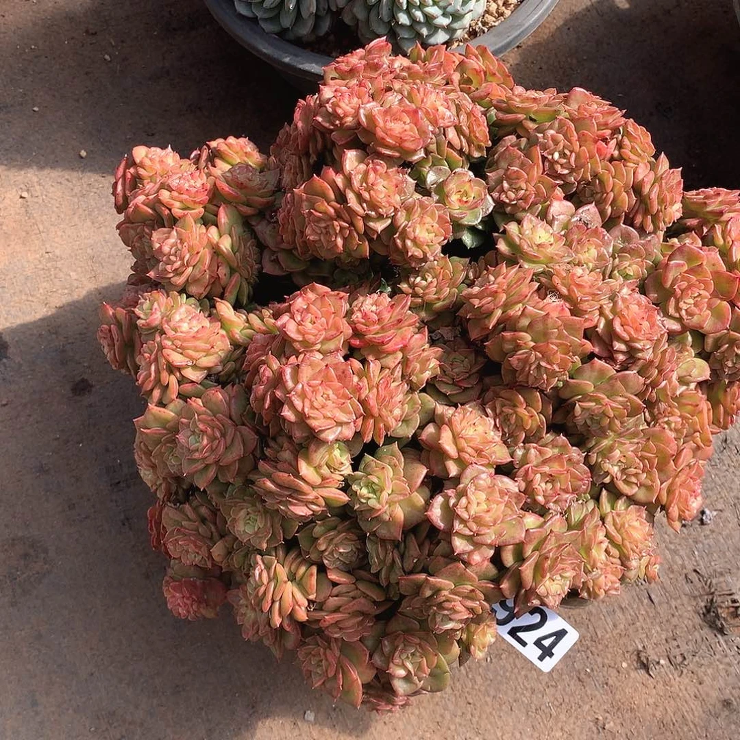 924蜡牡丹 一物一拍多肉