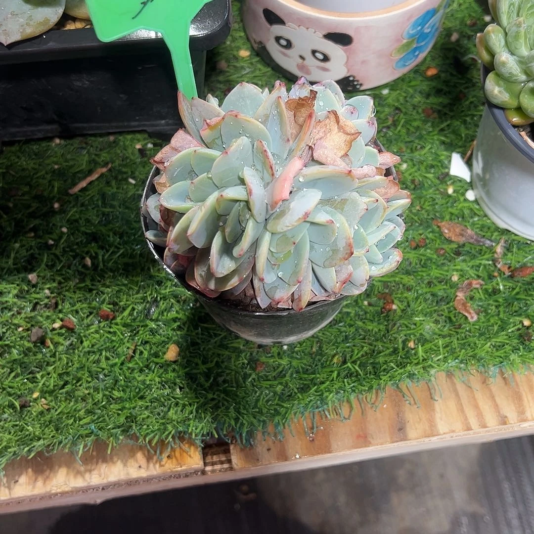 布鲁兰39号多肉植物