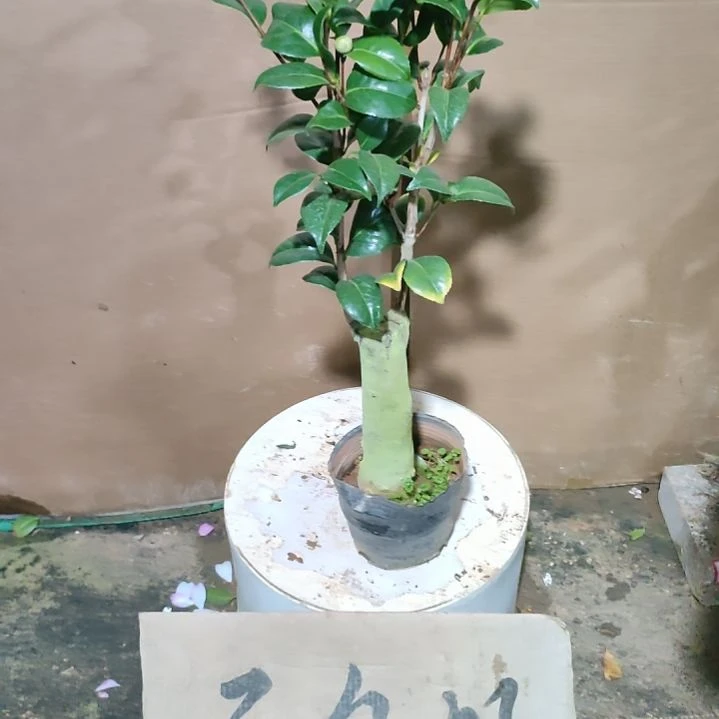 786女郎，原盆原土发货，不包邮