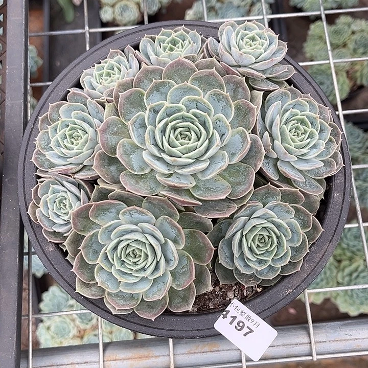 阿雅园艺。 4197昂斯诺