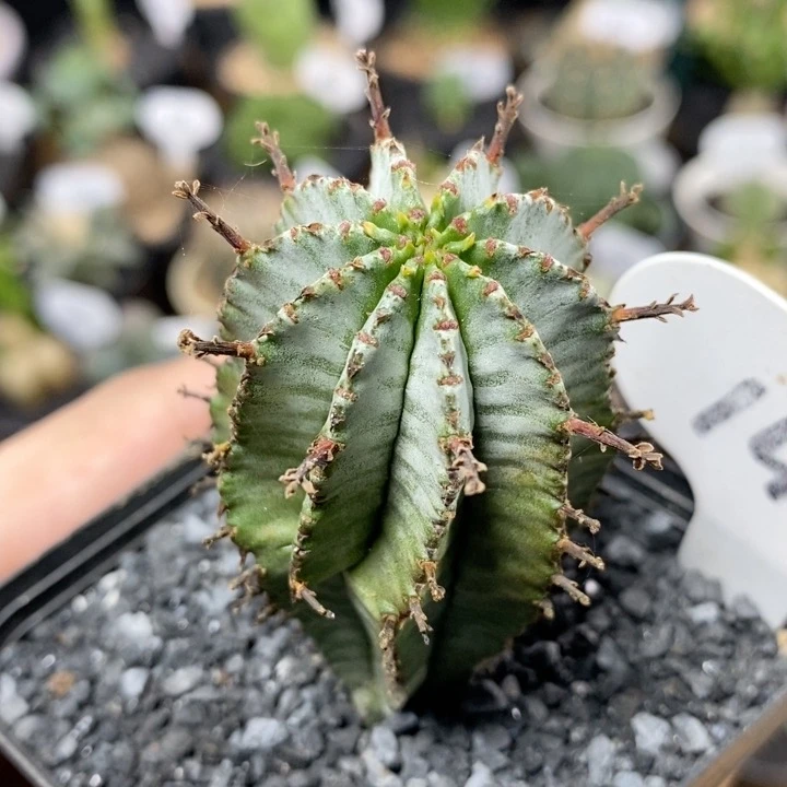 149号白衣魁伟玉4cm