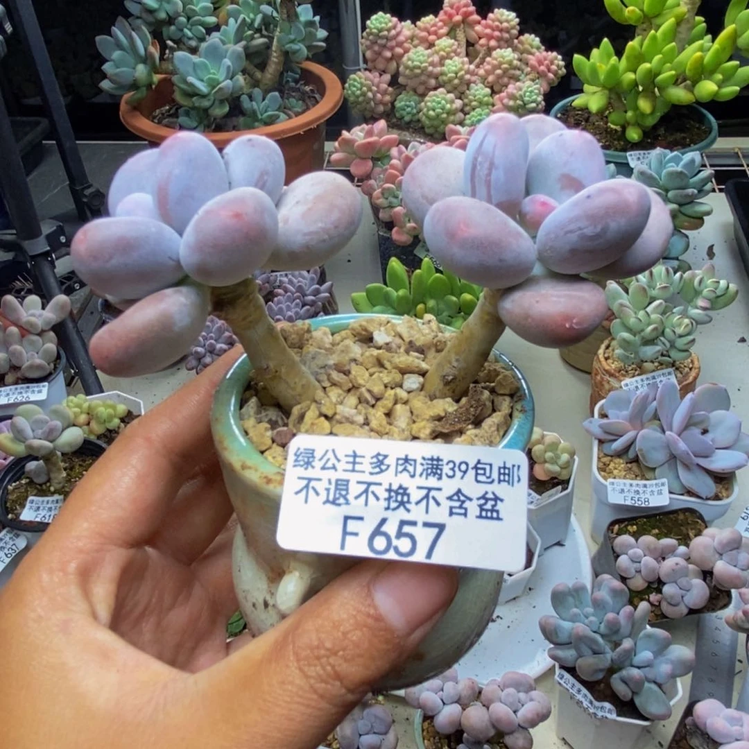 657彩虹奶多肉7c m