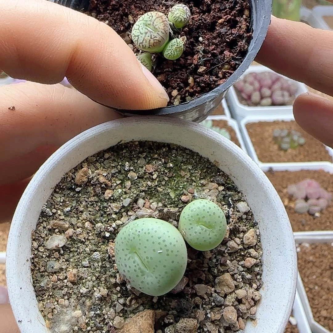 暴***子哈哈哈哈哈哈哈哈哈42802