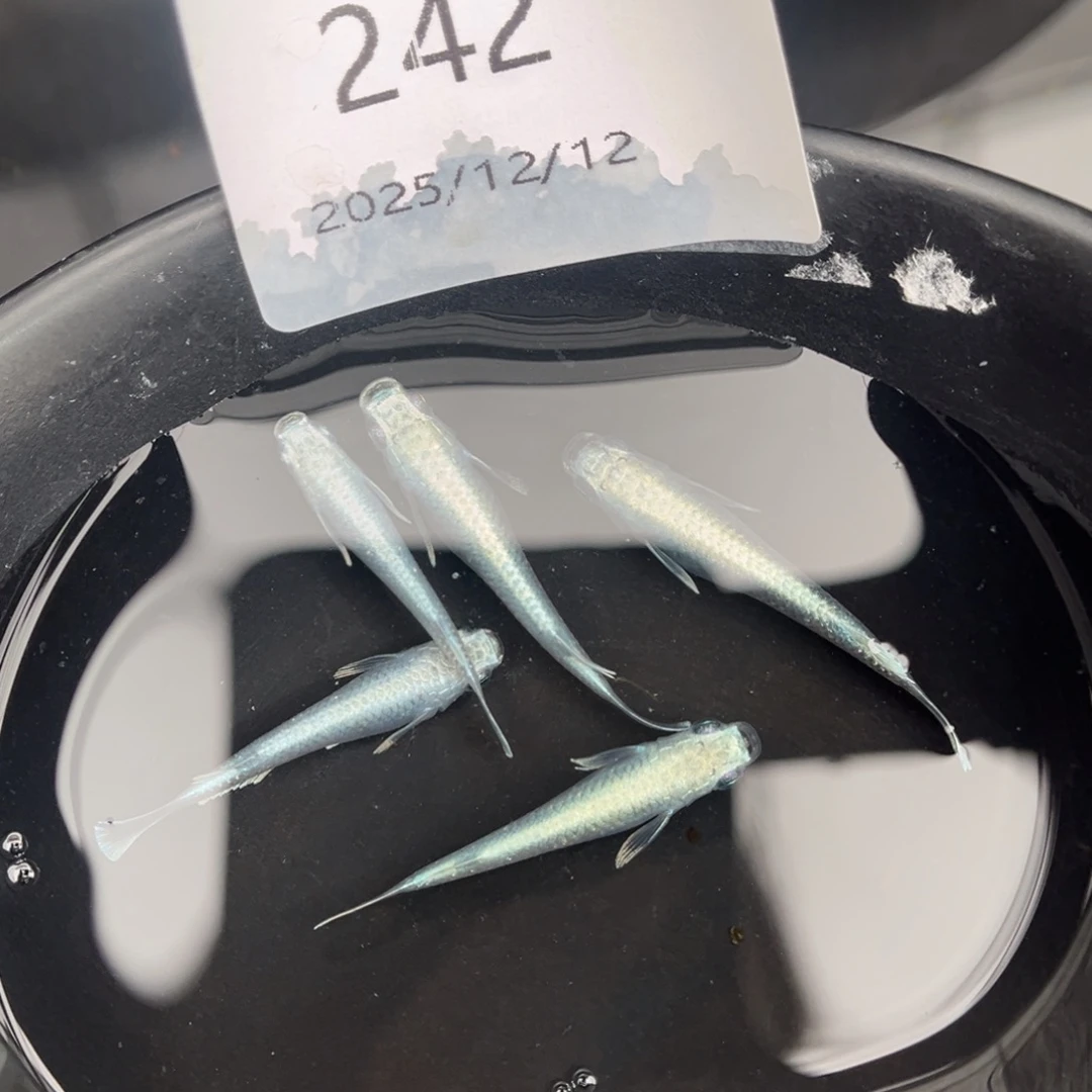 青鳉鱼242新玛利亚五尾