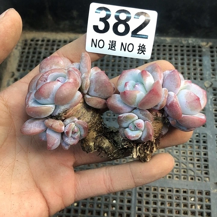 星影石榴籽福利出咯 382