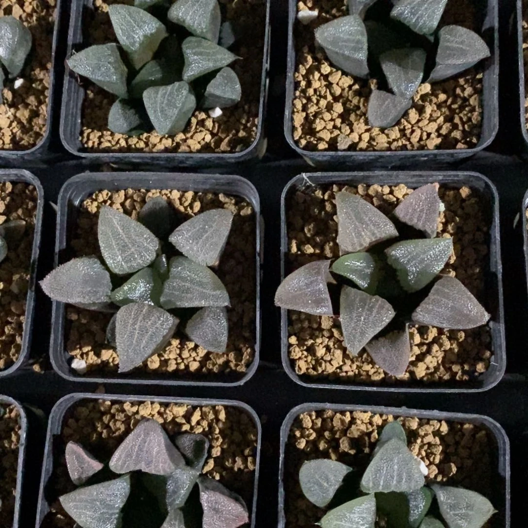 一颗实生大克苗 高货 超级福利