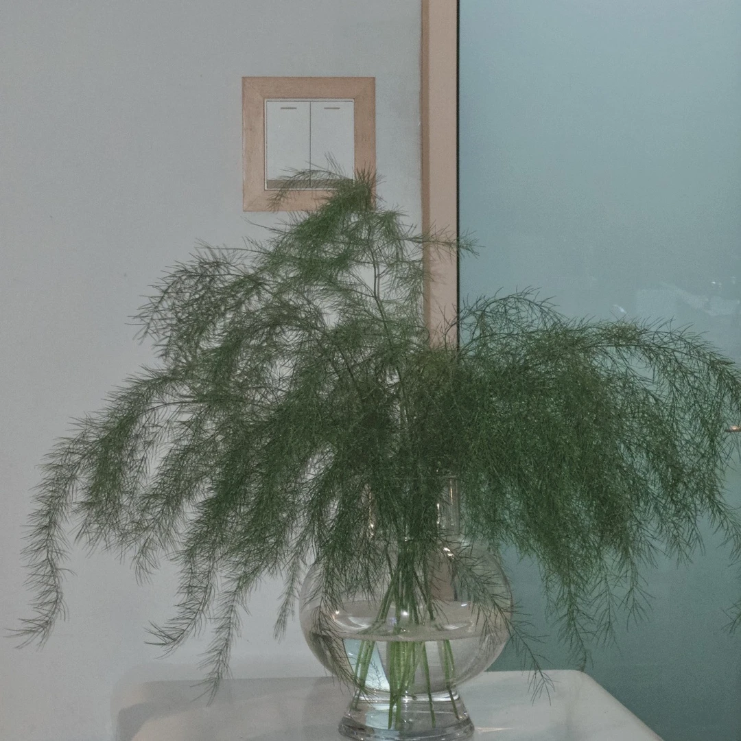 ［大扎芦荀草］顺丰包邮（今天下单明天到）