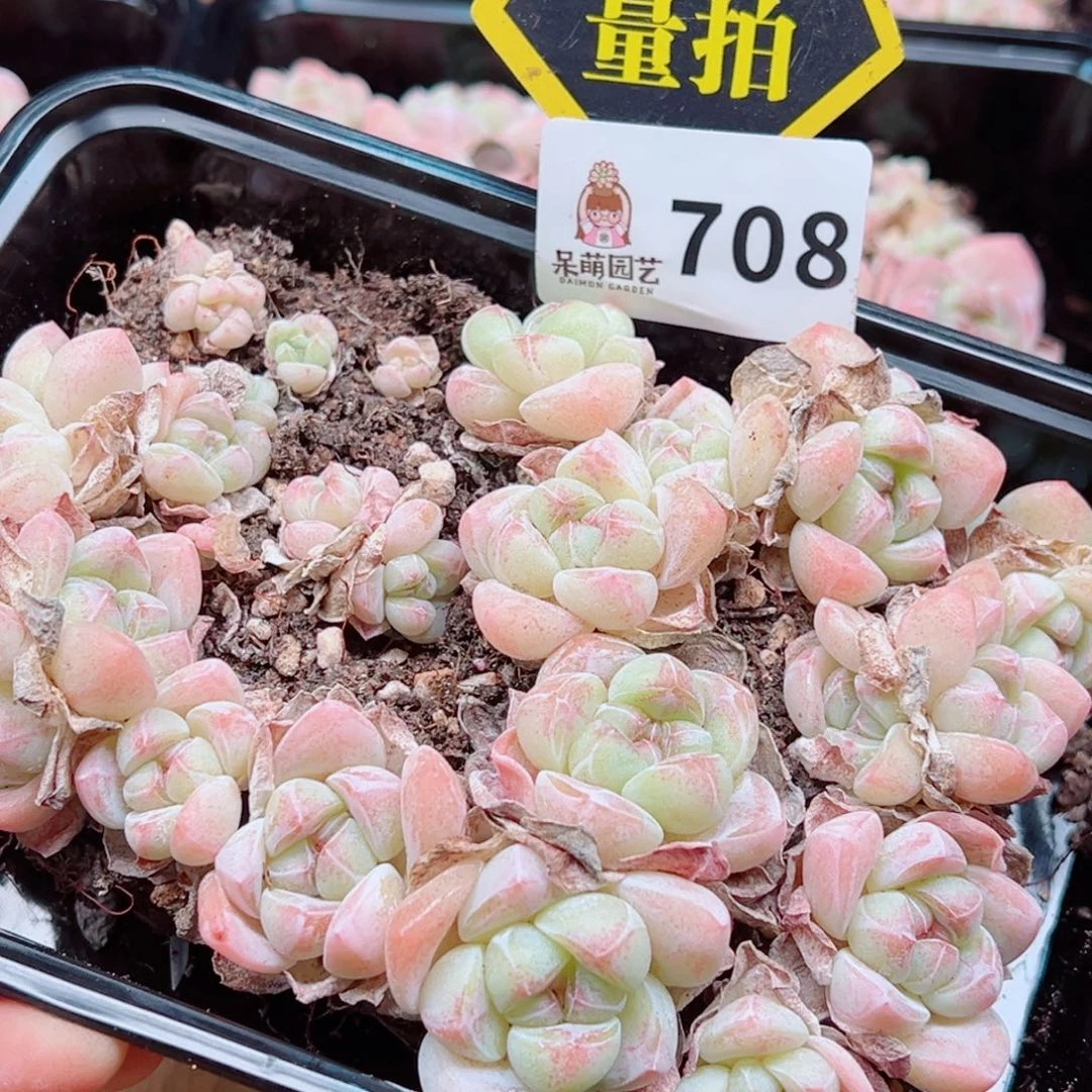 当前无花朵，栽培后可花朵