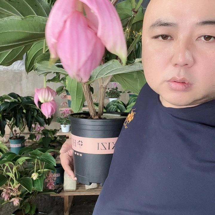 完全开放宝莲灯花