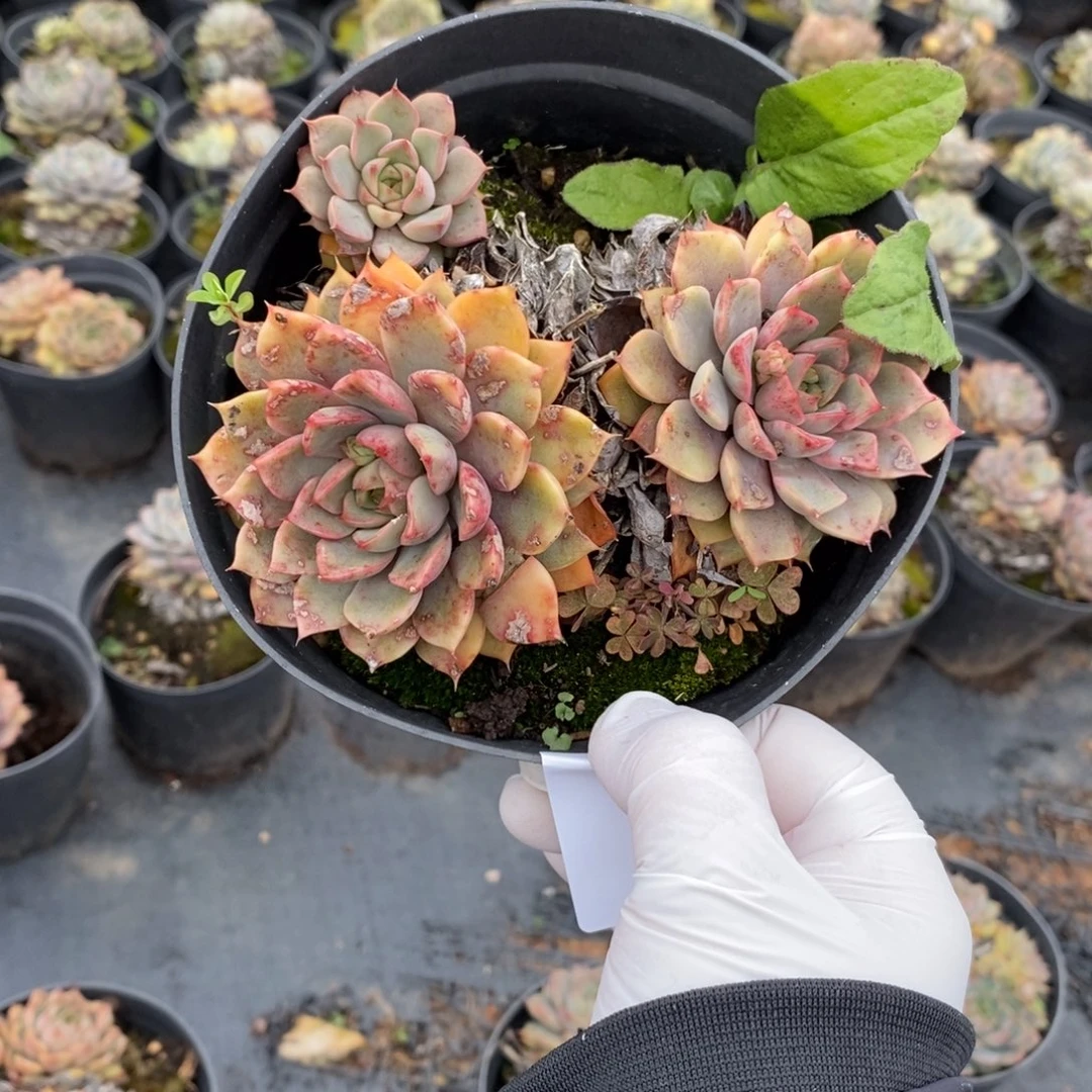 姜***️4618玫瑰夫人一物一拍