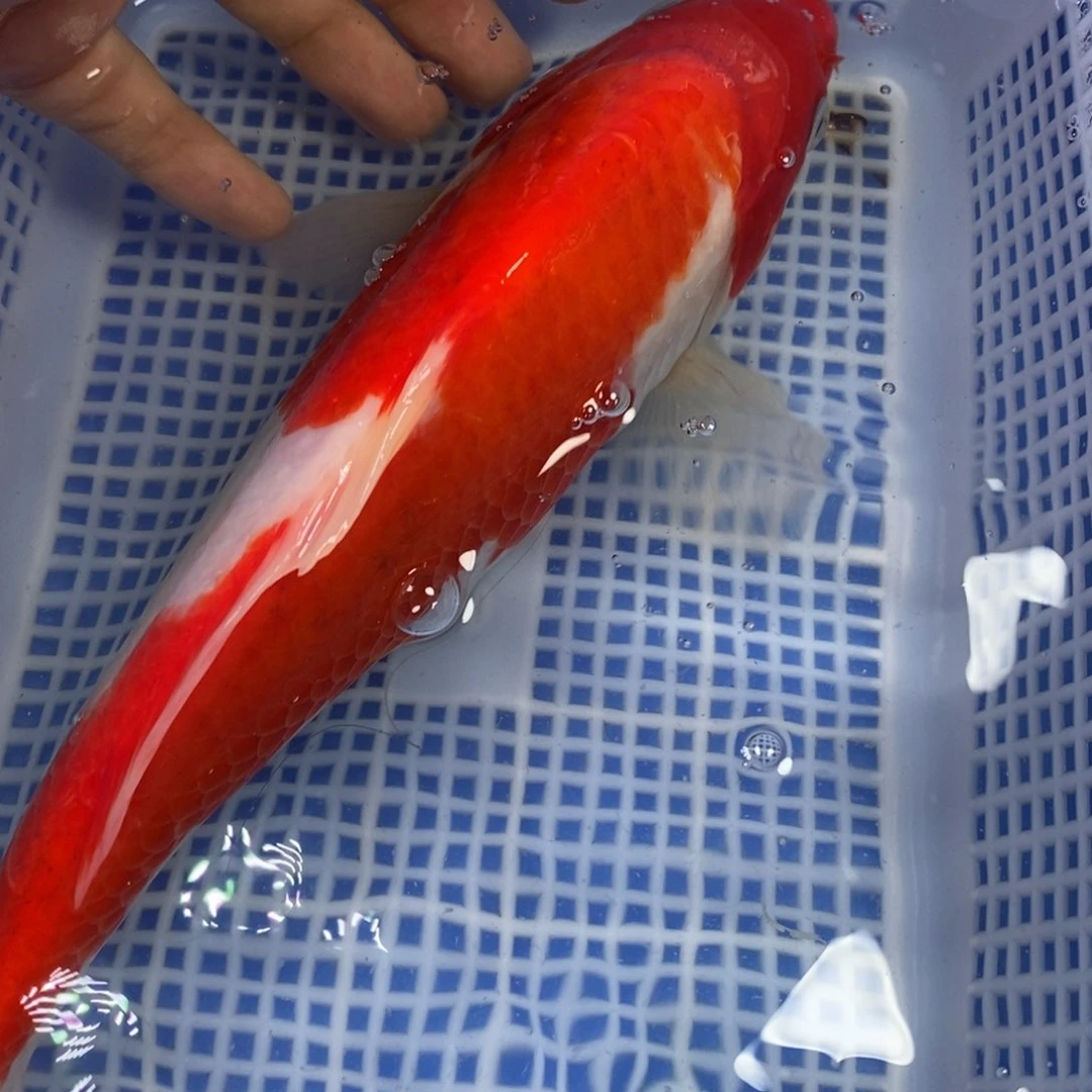 锦鲤冷水锦鲤包邮