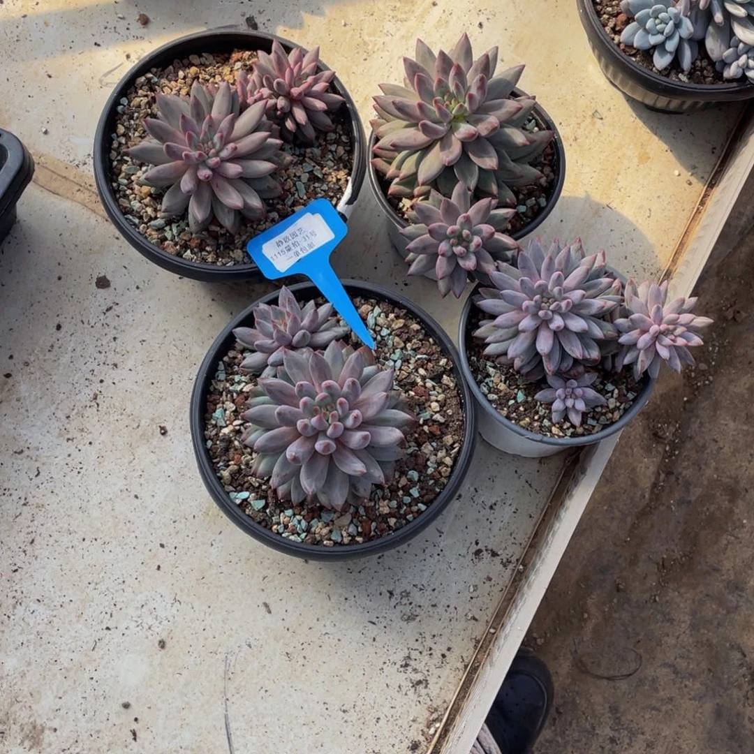 1115-31-羽毛虞美人捡漏一颗