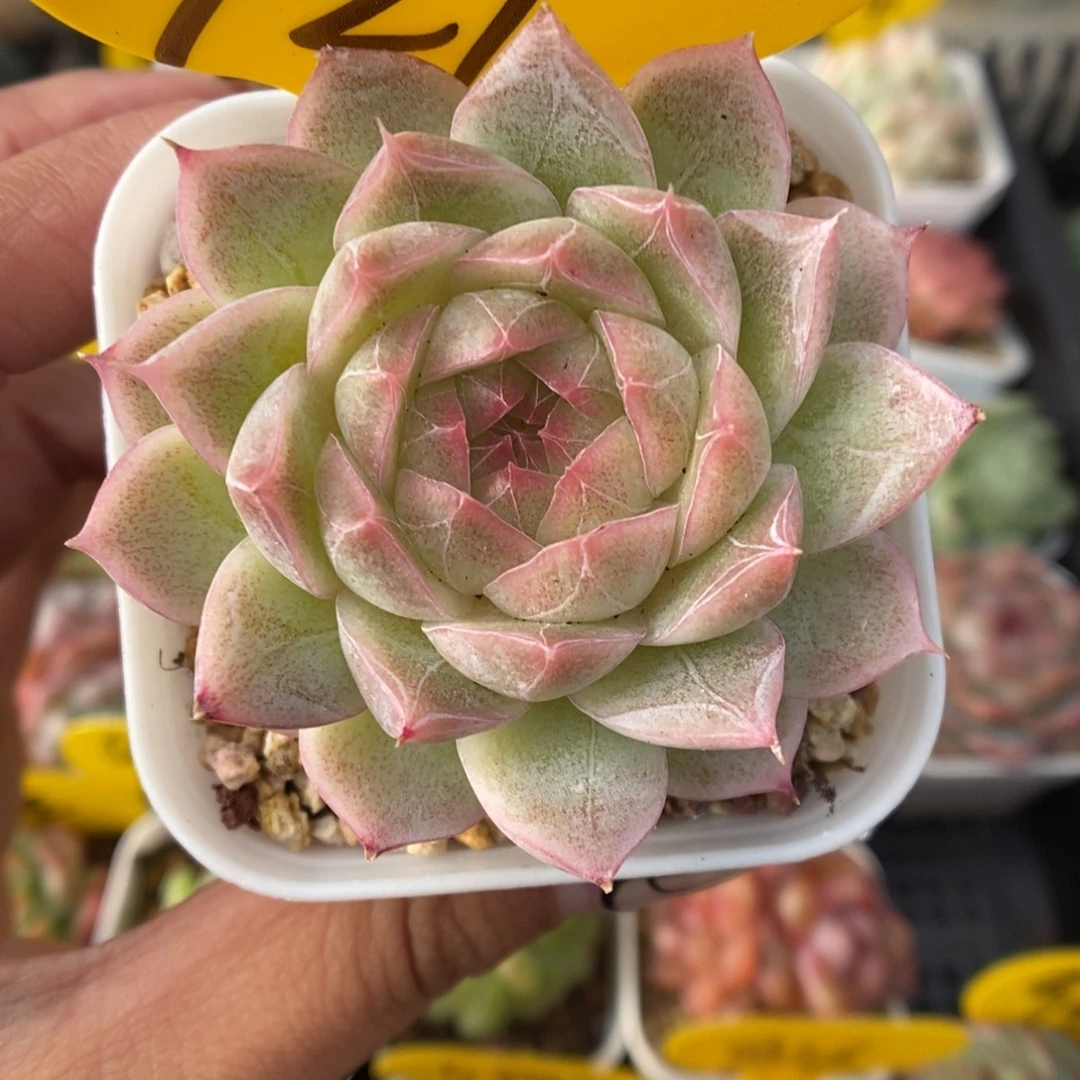 暗纹麦秆可拍921号。