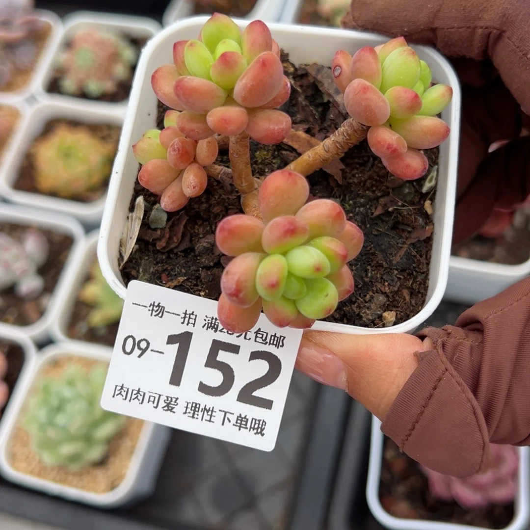 香格里拉多肉多肉多肉多肉多肉